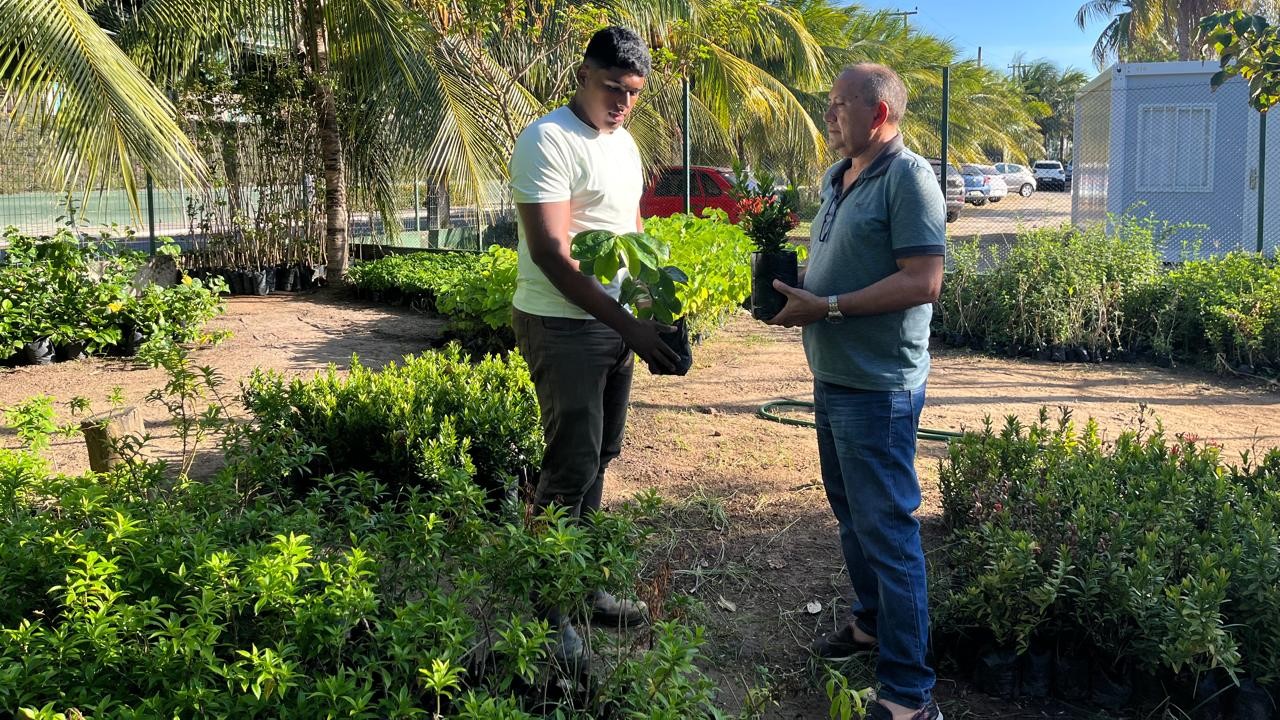 funcionário da seuma entrega uma muda para um cidadão